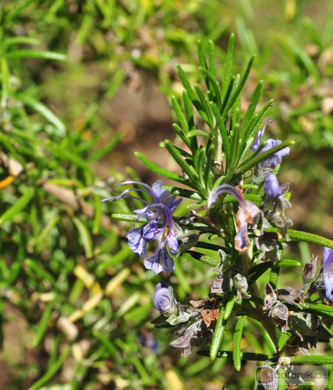 Rosmarinus officinalis 'Sissinghurst Blue' -- Rosmarin 'Sissinghurst Blue'